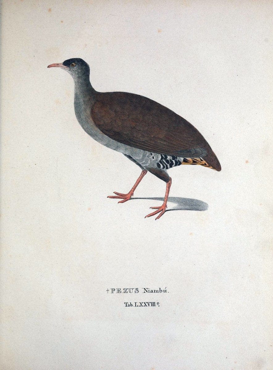 Avium species novae, quas in itinere per Brasiliam annis MDCCCXVII-MDCCCXX /.Monachii :T | Birds Brazil "Description and travel" "Pictorial works" | Vintage Print Reproduction 460080