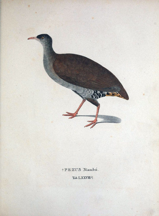 Avium species novae, quas in itinere per Brasiliam annis MDCCCXVII-MDCCCXX /.Monachii :T | Birds Brazil "Description and travel" "Pictorial works" | Vintage Print Reproduction 460080