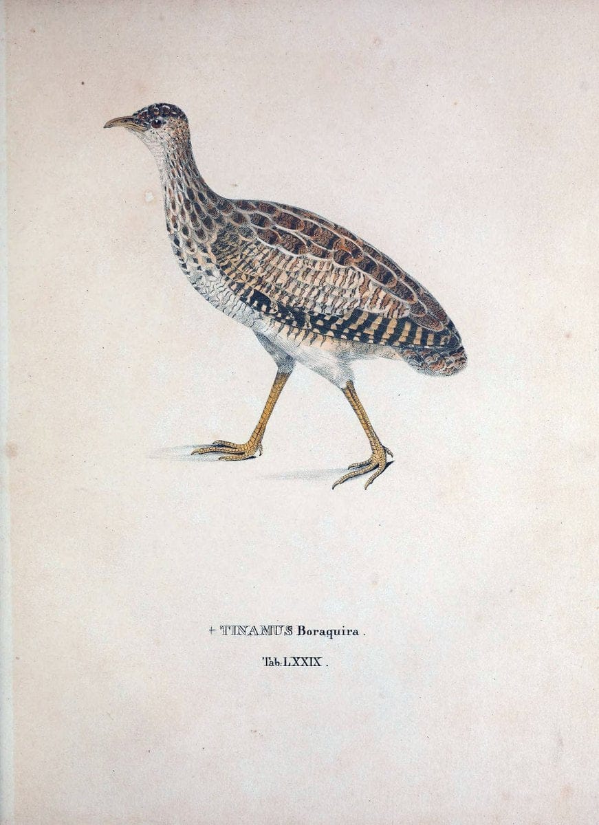 Avium species novae, quas in itinere per Brasiliam annis MDCCCXVII-MDCCCXX /.Monachii :T | Birds Brazil "Description and travel" "Pictorial works" | Vintage Print Reproduction 460081