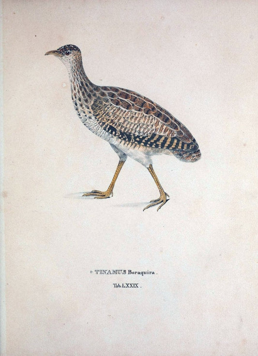 Avium species novae, quas in itinere per Brasiliam annis MDCCCXVII-MDCCCXX /.Monachii :T | Birds Brazil "Description and travel" "Pictorial works" | Vintage Print Reproduction 460081