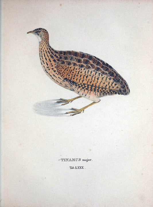 Avium species novae, quas in itinere per Brasiliam annis MDCCCXVII-MDCCCXX /.Monachii :T | Birds Brazil "Description and travel" "Pictorial works" | Vintage Print Reproduction 460082