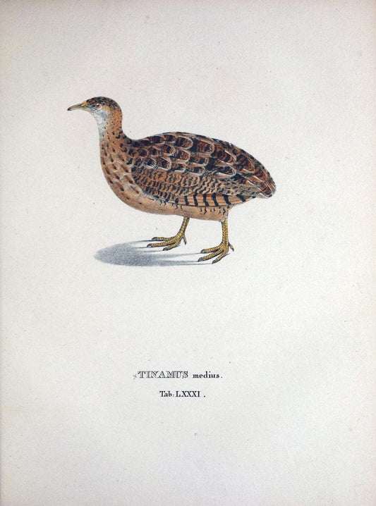 Avium species novae, quas in itinere per Brasiliam annis MDCCCXVII-MDCCCXX /.Monachii :T | Birds Brazil "Description and travel" "Pictorial works" | Vintage Print Reproduction 460083