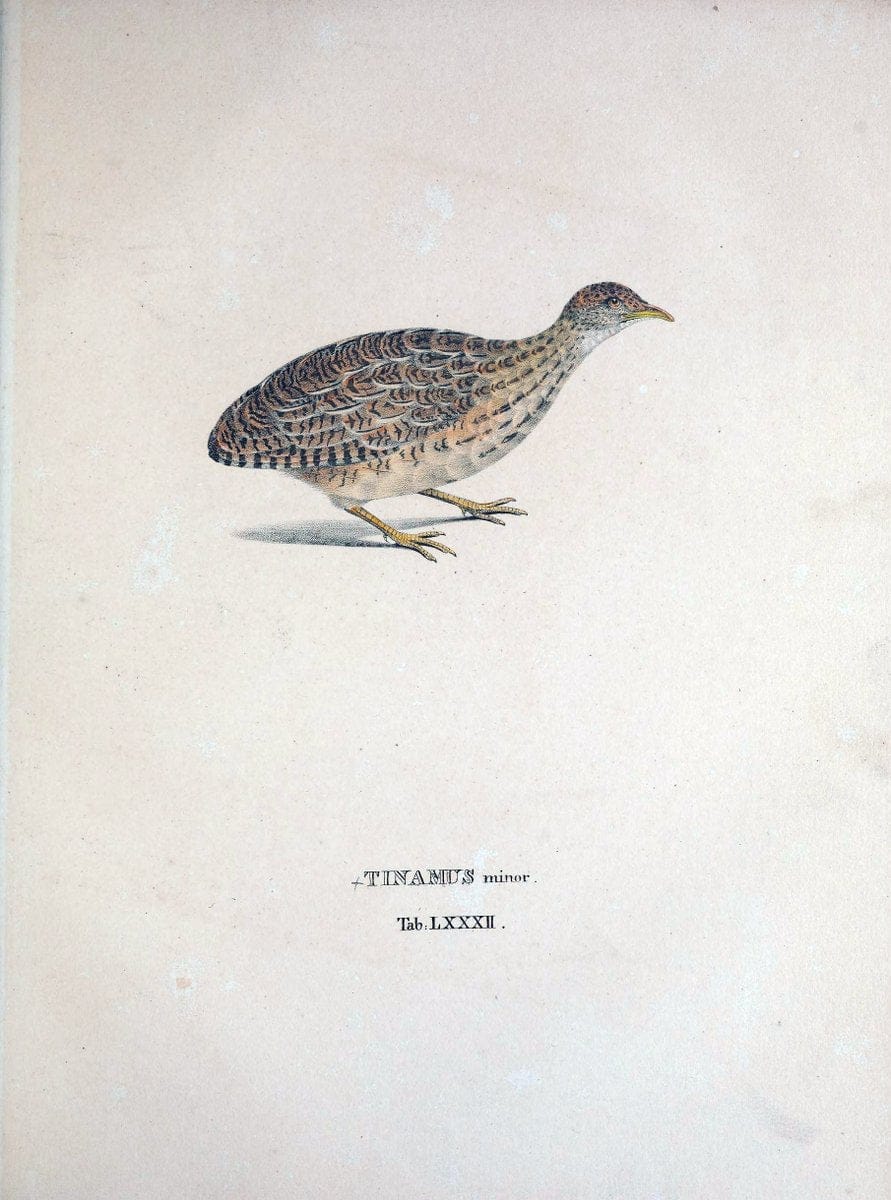 Avium species novae, quas in itinere per Brasiliam annis MDCCCXVII-MDCCCXX /.Monachii :T | Birds Brazil "Description and travel" "Pictorial works" | Vintage Print Reproduction 460084