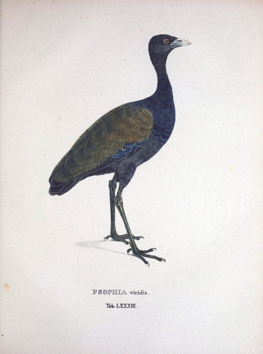 Avium species novae, quas in itinere per Brasiliam annis MDCCCXVII-MDCCCXX /.Monachii :T | Birds Brazil "Description and travel" "Pictorial works" | Vintage Print Reproduction 460085