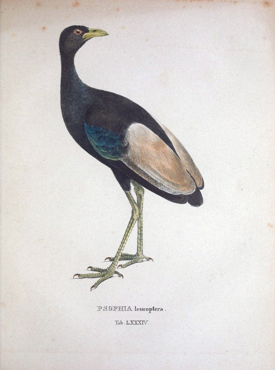 Avium species novae, quas in itinere per Brasiliam annis MDCCCXVII-MDCCCXX /.Monachii :T | Birds Brazil "Description and travel" "Pictorial works" | Vintage Print Reproduction 460086