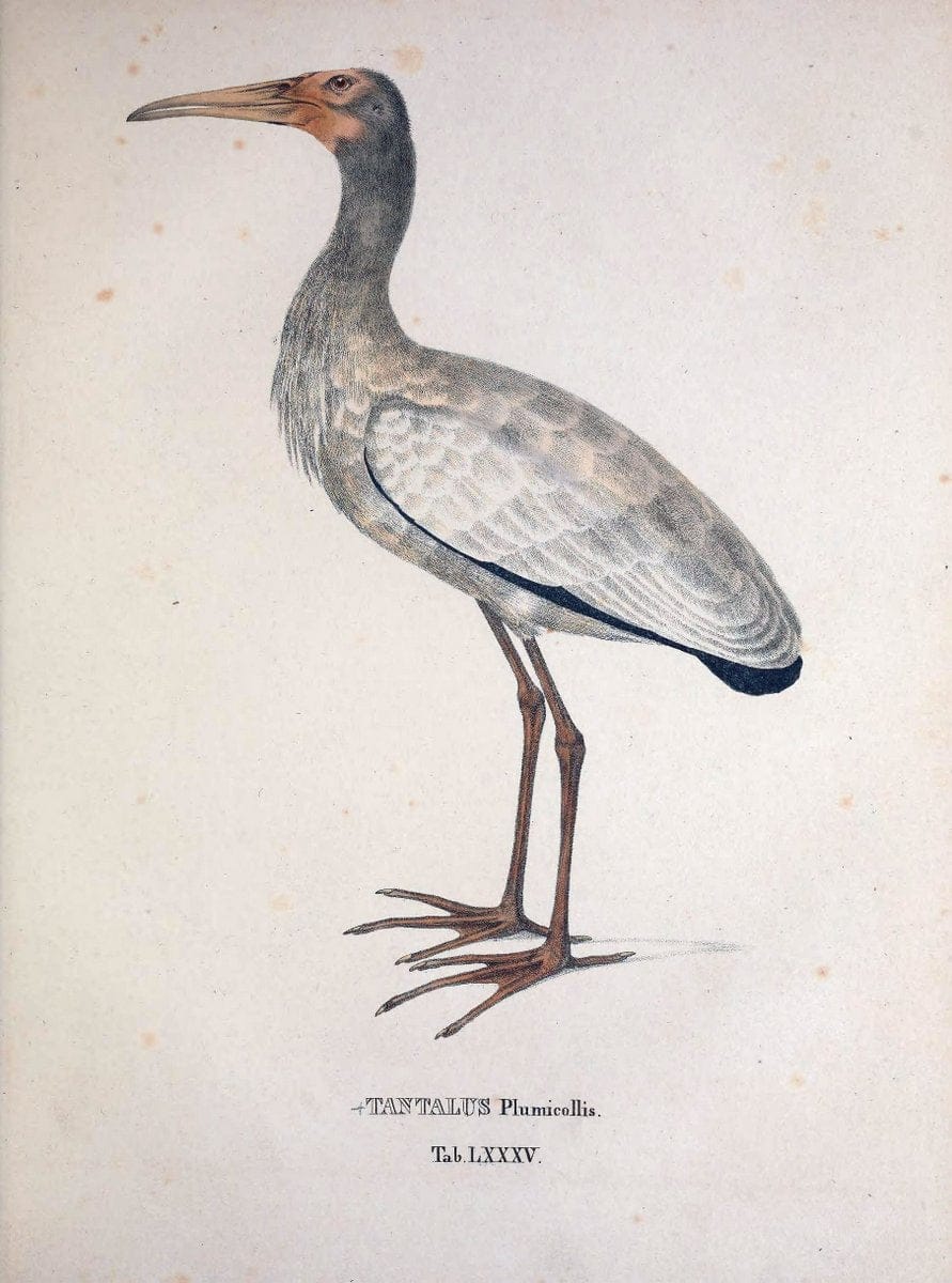 Avium species novae, quas in itinere per Brasiliam annis MDCCCXVII-MDCCCXX /.Monachii :T | Birds Brazil "Description and travel" "Pictorial works" | Vintage Print Reproduction 460087