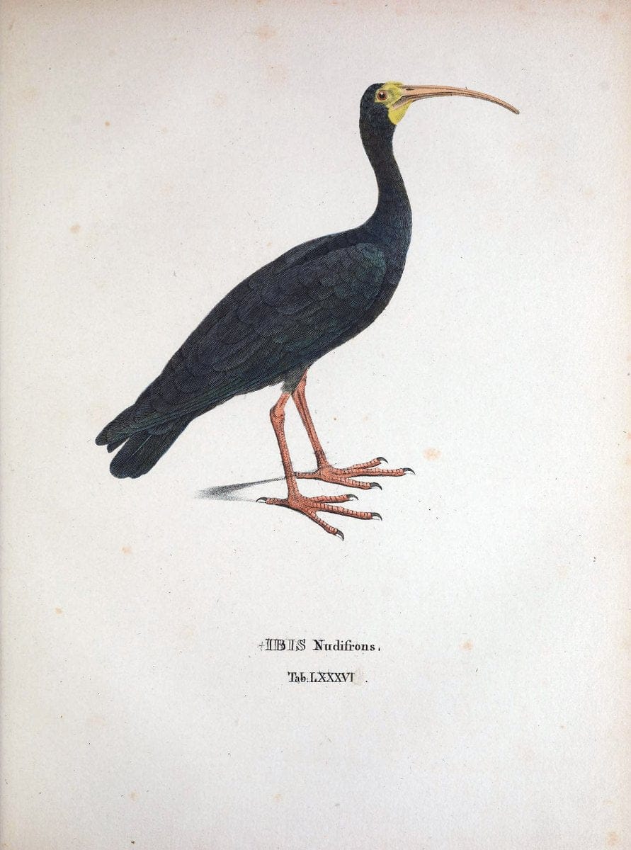 Avium species novae, quas in itinere per Brasiliam annis MDCCCXVII-MDCCCXX /.Monachii :T | Birds Brazil "Description and travel" "Pictorial works" | Vintage Print Reproduction 460088