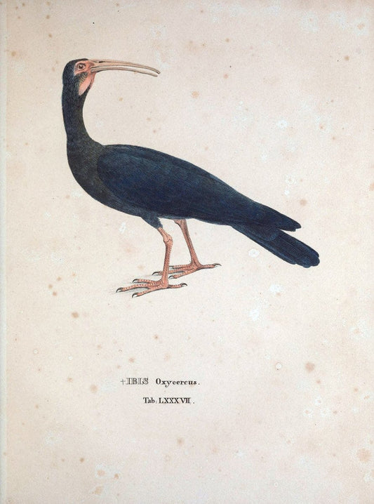Avium species novae, quas in itinere per Brasiliam annis MDCCCXVII-MDCCCXX /.Monachii :T | Birds Brazil "Description and travel" "Pictorial works" | Vintage Print Reproduction 460089