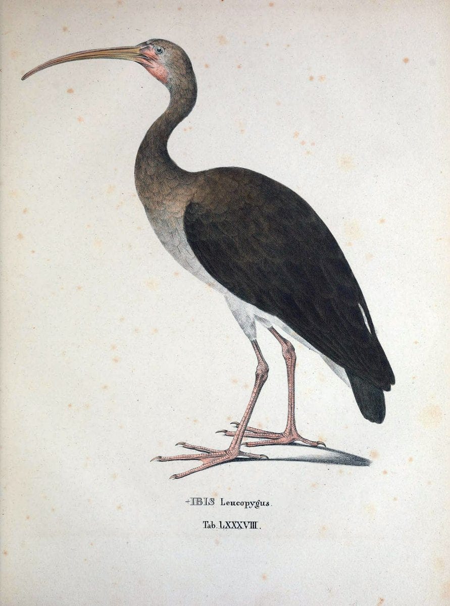 Avium species novae, quas in itinere per Brasiliam annis MDCCCXVII-MDCCCXX /.Monachii :T | Birds Brazil "Description and travel" "Pictorial works" | Vintage Print Reproduction 460090