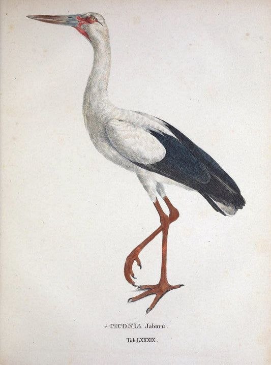 Avium species novae, quas in itinere per Brasiliam annis MDCCCXVII-MDCCCXX /.Monachii :T | Birds Brazil "Description and travel" "Pictorial works" | Vintage Print Reproduction 460091