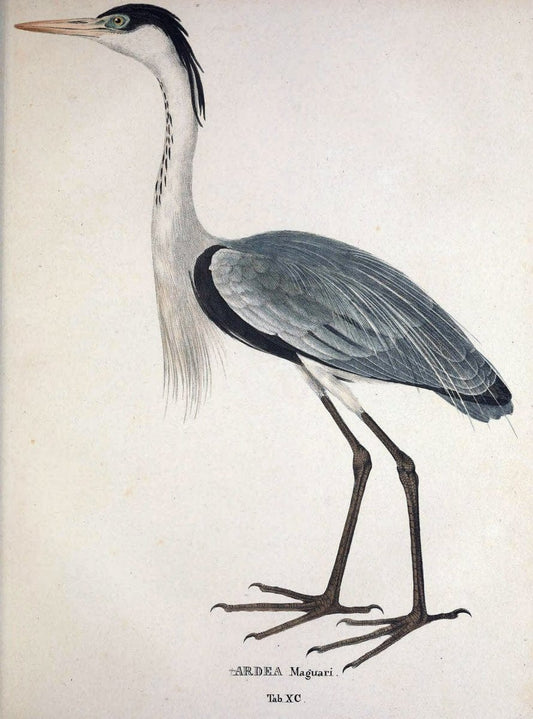 Avium species novae, quas in itinere per Brasiliam annis MDCCCXVII-MDCCCXX /.Monachii :T | Birds Brazil "Description and travel" "Pictorial works" | Vintage Print Reproduction 460092
