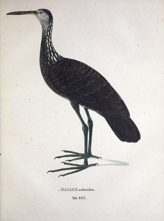Avium species novae, quas in itinere per Brasiliam annis MDCCCXVII-MDCCCXX /.Monachii :T | Birds Brazil "Description and travel" "Pictorial works" | Vintage Print Reproduction 460093