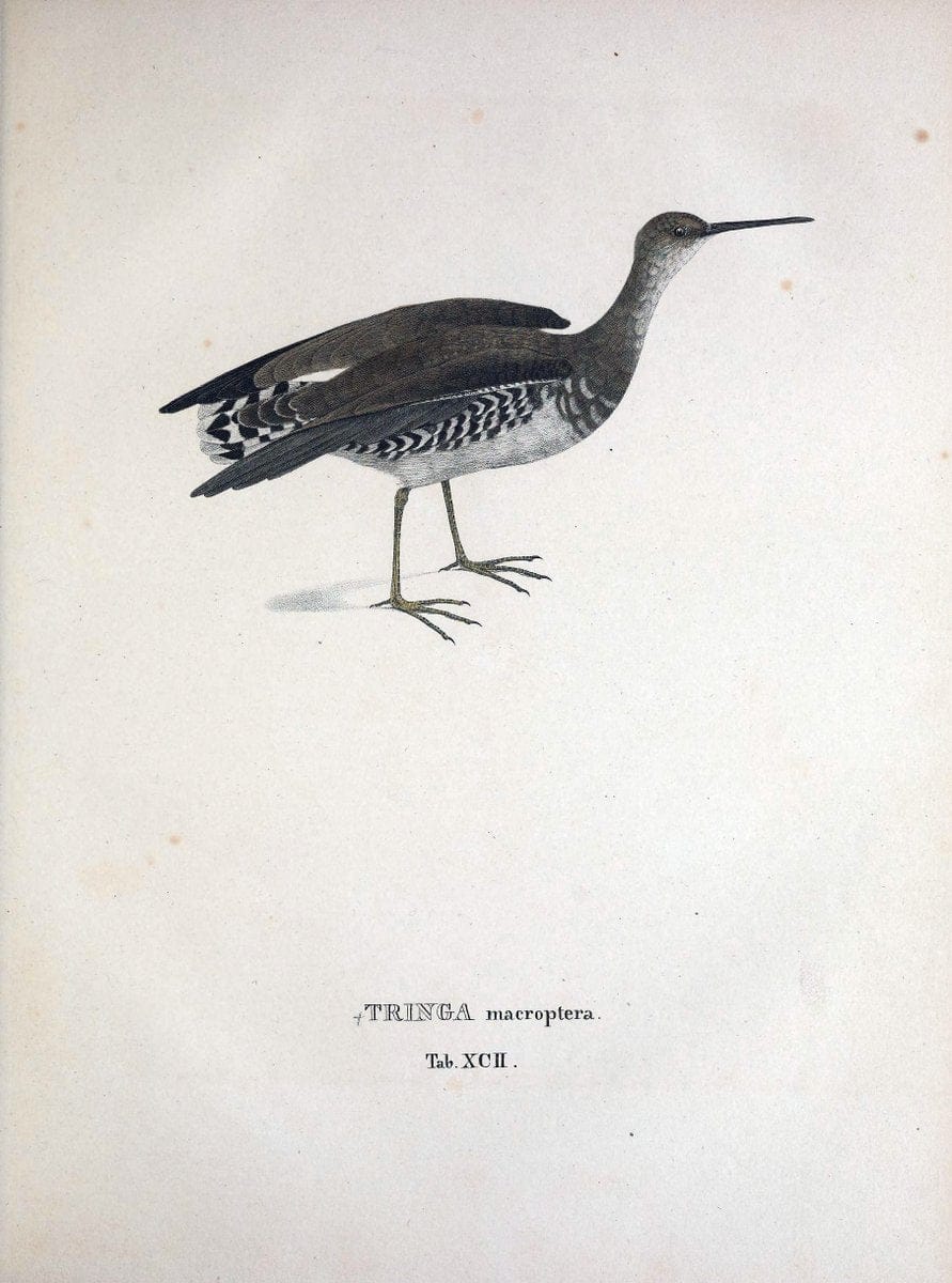 Avium species novae, quas in itinere per Brasiliam annis MDCCCXVII-MDCCCXX /.Monachii :T | Birds Brazil "Description and travel" "Pictorial works" | Vintage Print Reproduction 460094