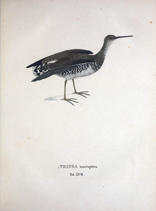 Avium species novae, quas in itinere per Brasiliam annis MDCCCXVII-MDCCCXX /.Monachii :T | Birds Brazil "Description and travel" "Pictorial works" | Vintage Print Reproduction 460094