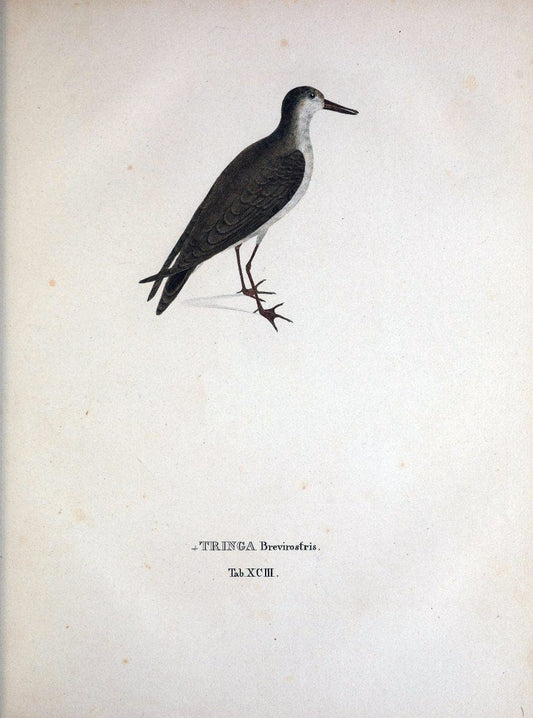 Avium species novae, quas in itinere per Brasiliam annis MDCCCXVII-MDCCCXX /.Monachii :T | Birds Brazil "Description and travel" "Pictorial works" | Vintage Print Reproduction 460095