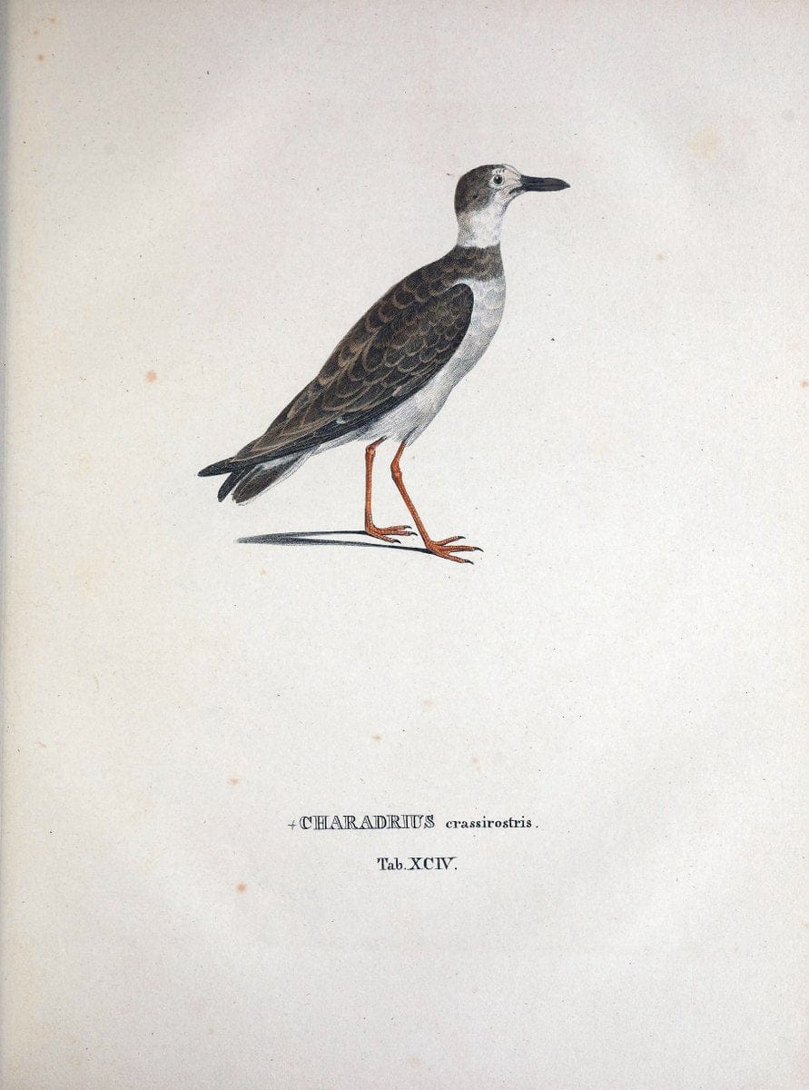 Avium species novae, quas in itinere per Brasiliam annis MDCCCXVII-MDCCCXX /.Monachii :T | Birds Brazil "Description and travel" "Pictorial works" | Vintage Print Reproduction 460096