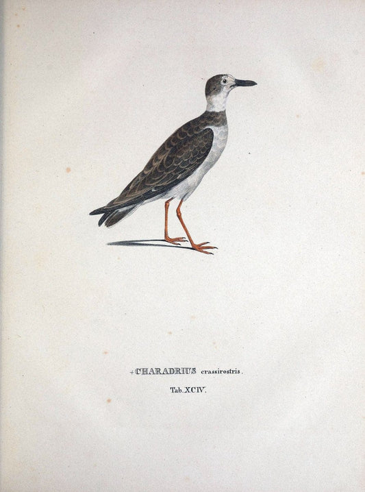 Avium species novae, quas in itinere per Brasiliam annis MDCCCXVII-MDCCCXX /.Monachii :T | Birds Brazil "Description and travel" "Pictorial works" | Vintage Print Reproduction 460096
