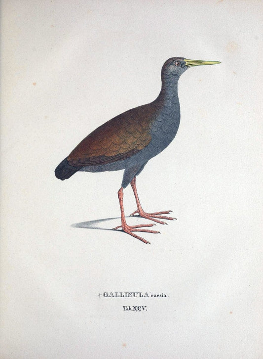 Avium species novae, quas in itinere per Brasiliam annis MDCCCXVII-MDCCCXX /.Monachii :T | Birds Brazil "Description and travel" "Pictorial works" | Vintage Print Reproduction 460097