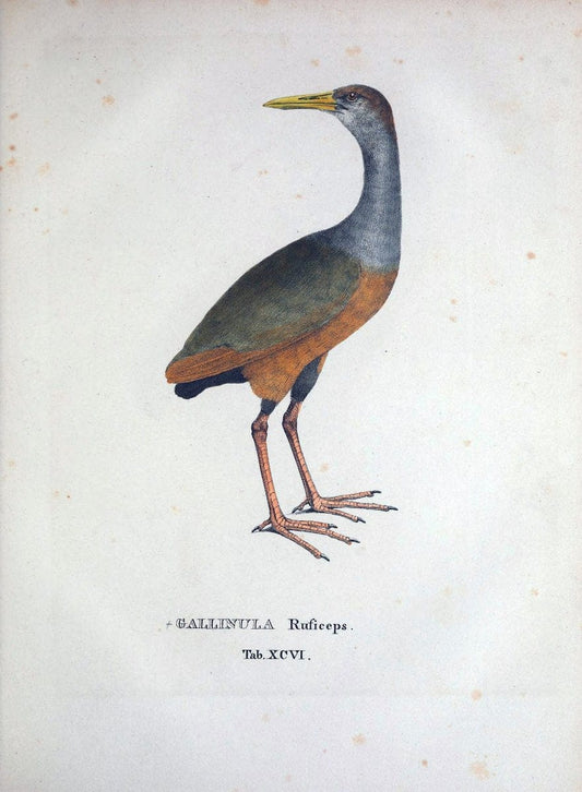 Avium species novae, quas in itinere per Brasiliam annis MDCCCXVII-MDCCCXX /.Monachii :T | Birds Brazil "Description and travel" "Pictorial works" | Vintage Print Reproduction 460098