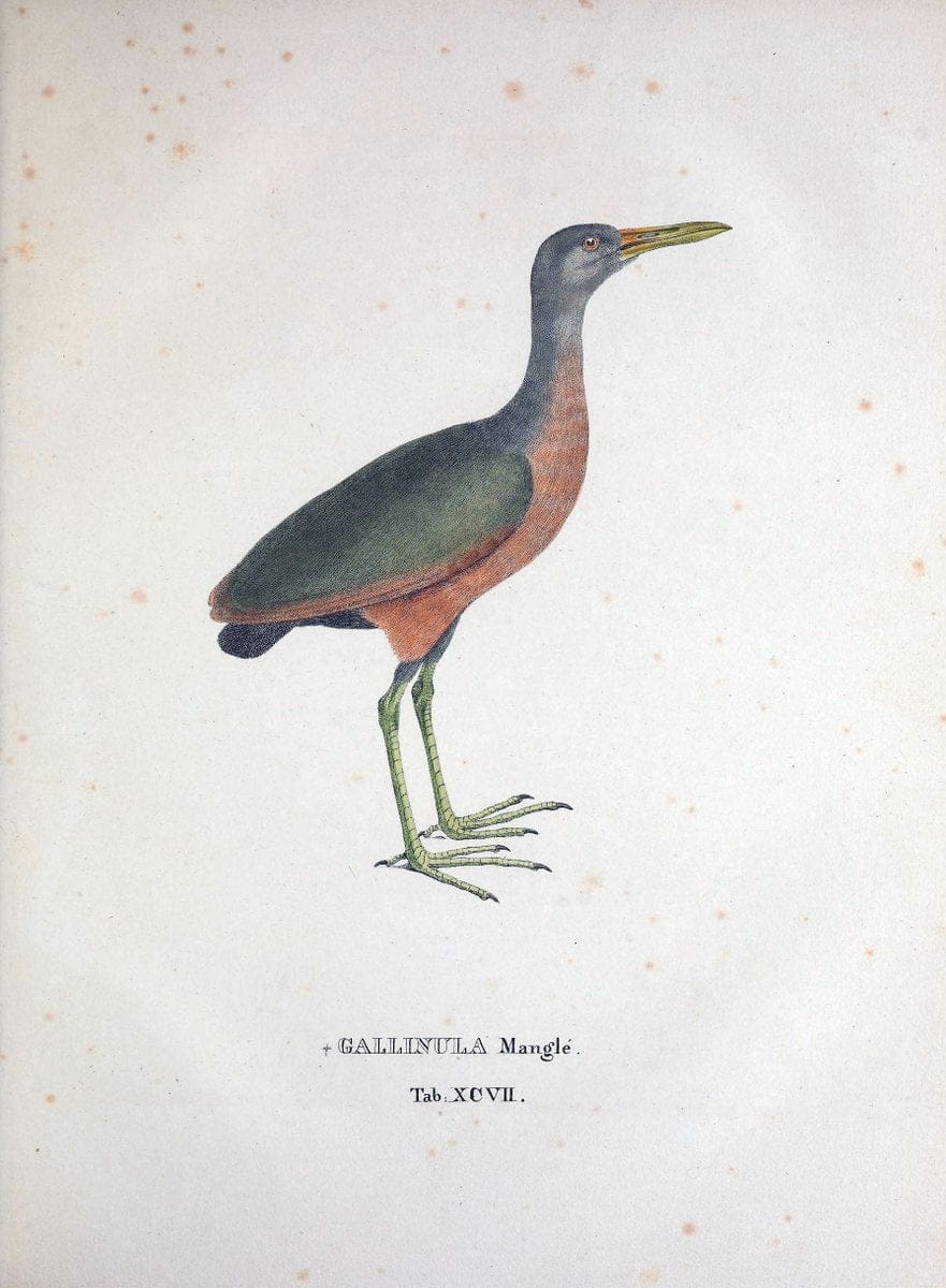 Avium species novae, quas in itinere per Brasiliam annis MDCCCXVII-MDCCCXX /.Monachii :T | Birds Brazil "Description and travel" "Pictorial works" | Vintage Print Reproduction 460099