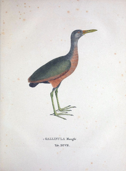 Avium species novae, quas in itinere per Brasiliam annis MDCCCXVII-MDCCCXX /.Monachii :T | Birds Brazil "Description and travel" "Pictorial works" | Vintage Print Reproduction 460099