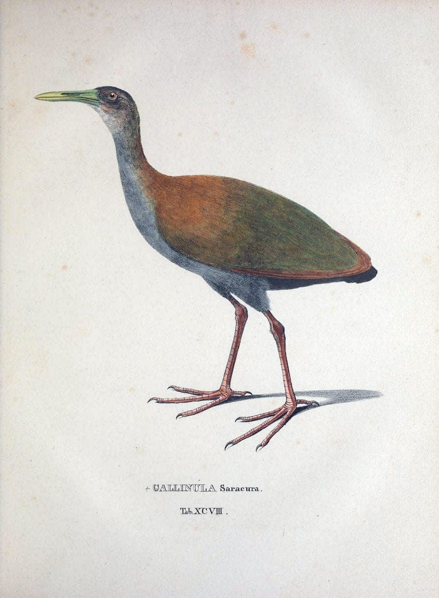 Avium species novae, quas in itinere per Brasiliam annis MDCCCXVII-MDCCCXX /.Monachii :T | Birds Brazil "Description and travel" "Pictorial works" | Vintage Print Reproduction 460100