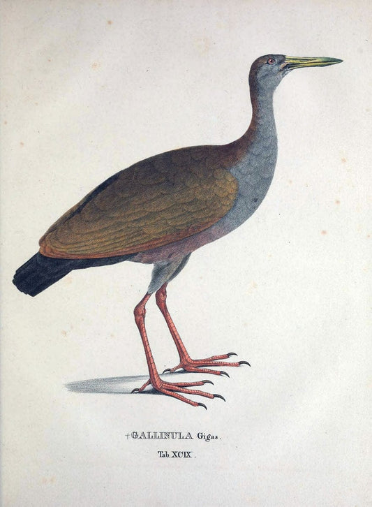 Avium species novae, quas in itinere per Brasiliam annis MDCCCXVII-MDCCCXX /.Monachii :T | Birds Brazil "Description and travel" "Pictorial works" | Vintage Print Reproduction 460101