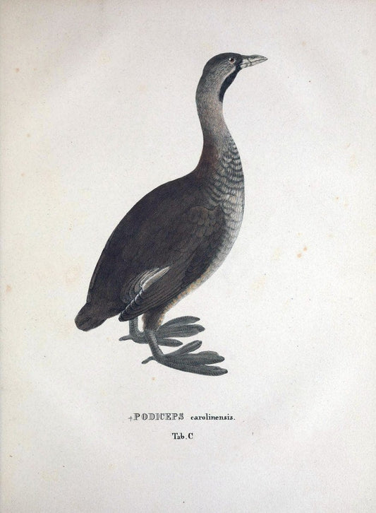 Avium species novae, quas in itinere per Brasiliam annis MDCCCXVII-MDCCCXX /.Monachii :T | Birds Brazil "Description and travel" "Pictorial works" | Vintage Print Reproduction 460102