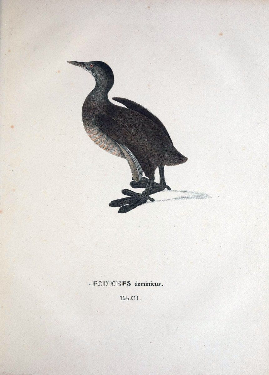 Avium species novae, quas in itinere per Brasiliam annis MDCCCXVII-MDCCCXX /.Monachii :T | Birds Brazil "Description and travel" "Pictorial works" | Vintage Print Reproduction 460103