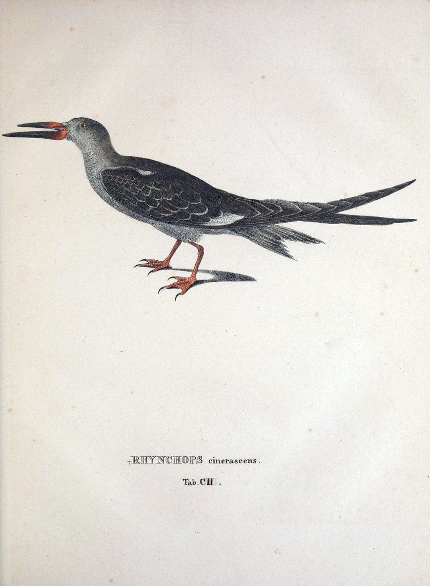 Avium species novae, quas in itinere per Brasiliam annis MDCCCXVII-MDCCCXX /.Monachii :T | Birds Brazil "Description and travel" "Pictorial works" | Vintage Print Reproduction 460104