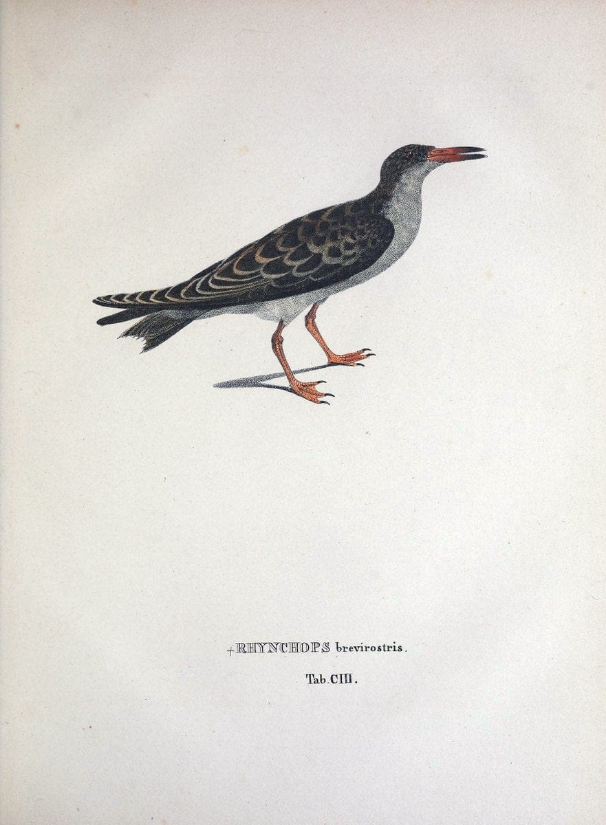 Avium species novae, quas in itinere per Brasiliam annis MDCCCXVII-MDCCCXX /.Monachii :T | Birds Brazil "Description and travel" "Pictorial works" | Vintage Print Reproduction 460105