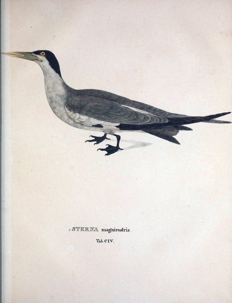 Avium species novae, quas in itinere per Brasiliam annis MDCCCXVII-MDCCCXX /.Monachii :T | Birds Brazil "Description and travel" "Pictorial works" | Vintage Print Reproduction 460106