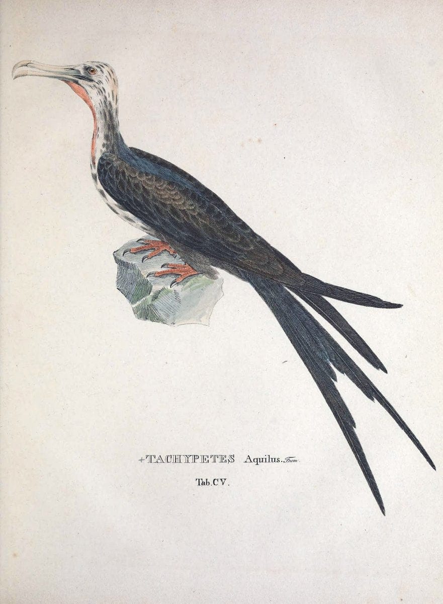 Avium species novae, quas in itinere per Brasiliam annis MDCCCXVII-MDCCCXX /.Monachii :T | Birds Brazil "Description and travel" "Pictorial works" | Vintage Print Reproduction 460107