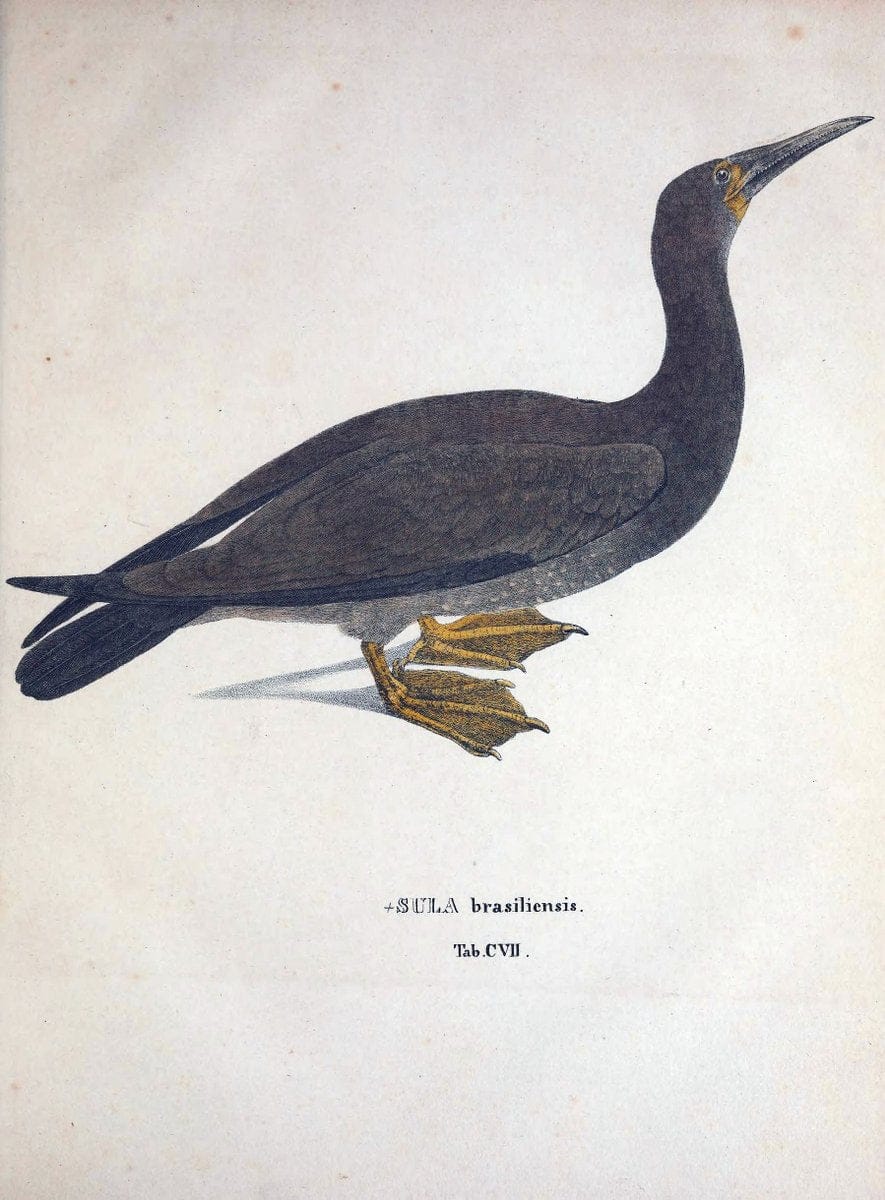 Avium species novae, quas in itinere per Brasiliam annis MDCCCXVII-MDCCCXX /.Monachii :T | Birds Brazil "Description and travel" "Pictorial works" | Vintage Print Reproduction 460109