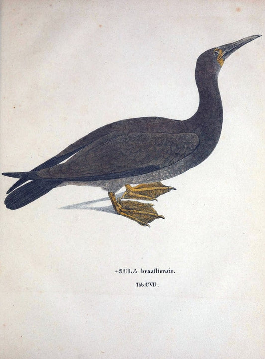 Avium species novae, quas in itinere per Brasiliam annis MDCCCXVII-MDCCCXX /.Monachii :T | Birds Brazil "Description and travel" "Pictorial works" | Vintage Print Reproduction 460109