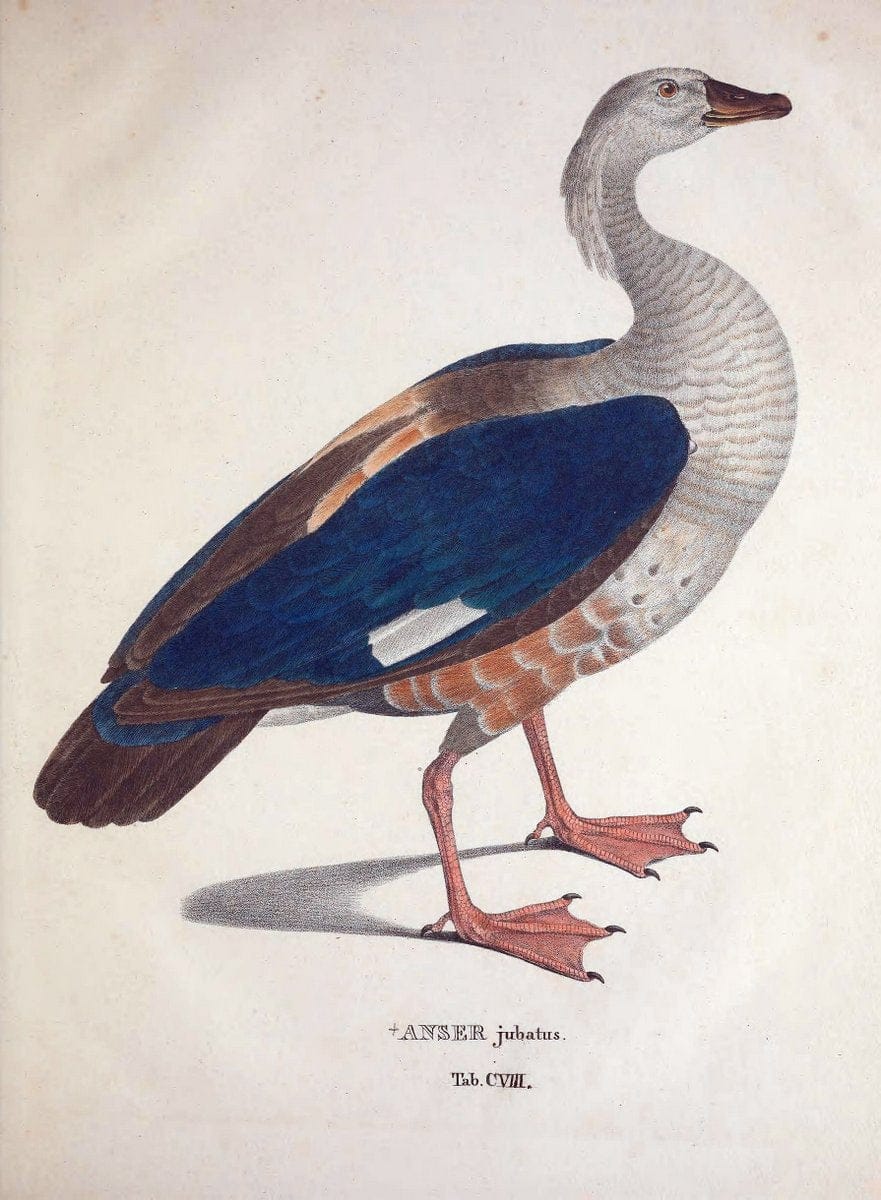 Avium species novae, quas in itinere per Brasiliam annis MDCCCXVII-MDCCCXX /.Monachii :T | Birds Brazil "Description and travel" "Pictorial works" | Vintage Print Reproduction 460110