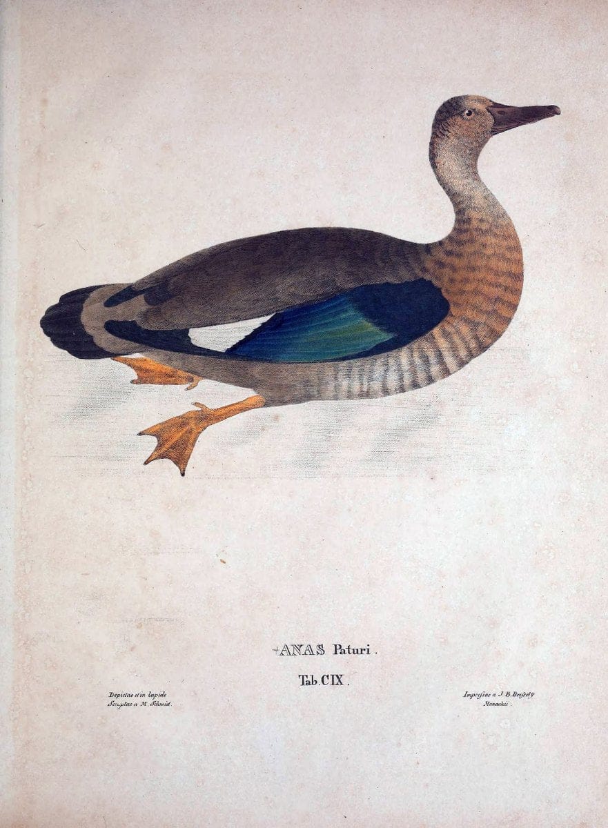 Avium species novae, quas in itinere per Brasiliam annis MDCCCXVII-MDCCCXX /.Monachii :T | Birds Brazil "Description and travel" "Pictorial works" | Vintage Print Reproduction 460111