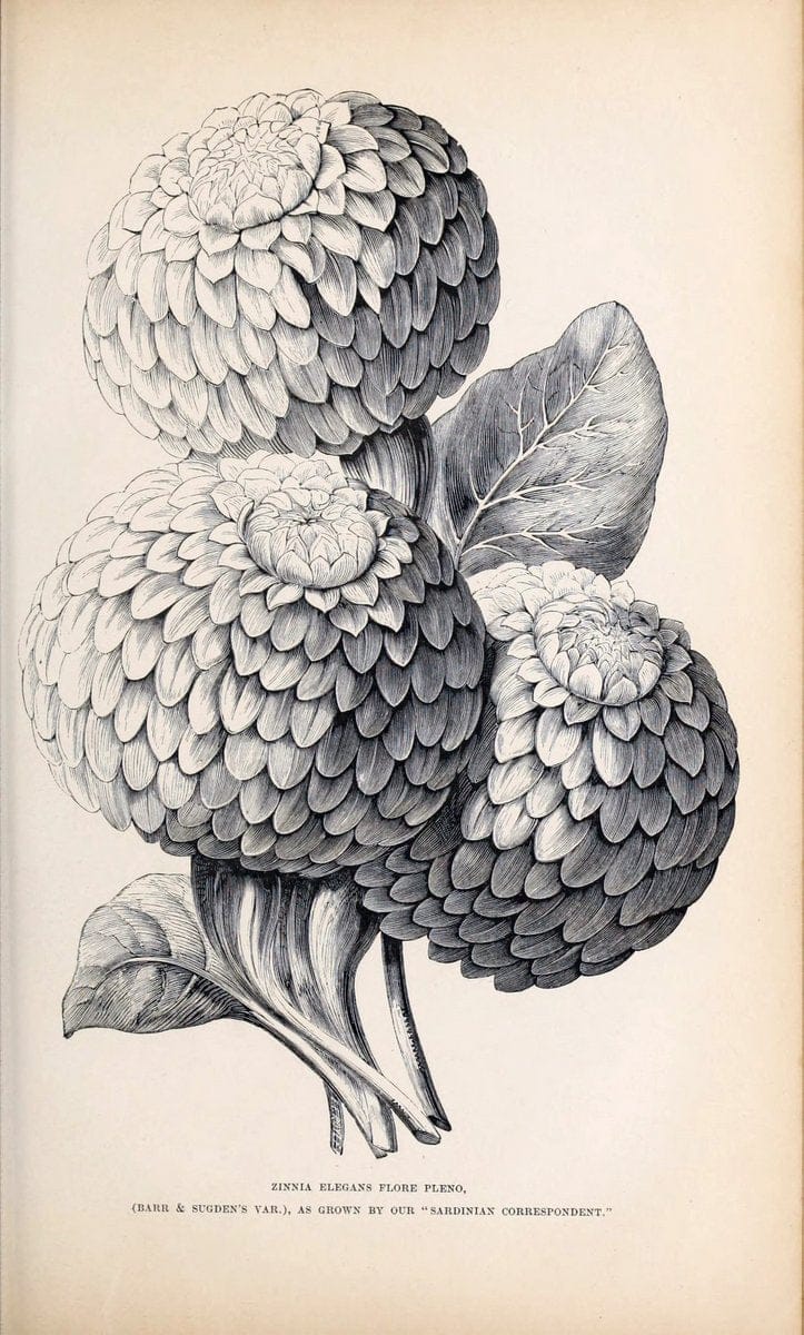 Barr & Sugden's spring seed catalogue and guide to the flower and kitchen garden | "Barr & Sugden"  "Nurseries (Horticulture)" "Nursery stock" "Seed industry and trade" | Vintage Reproduction 460115