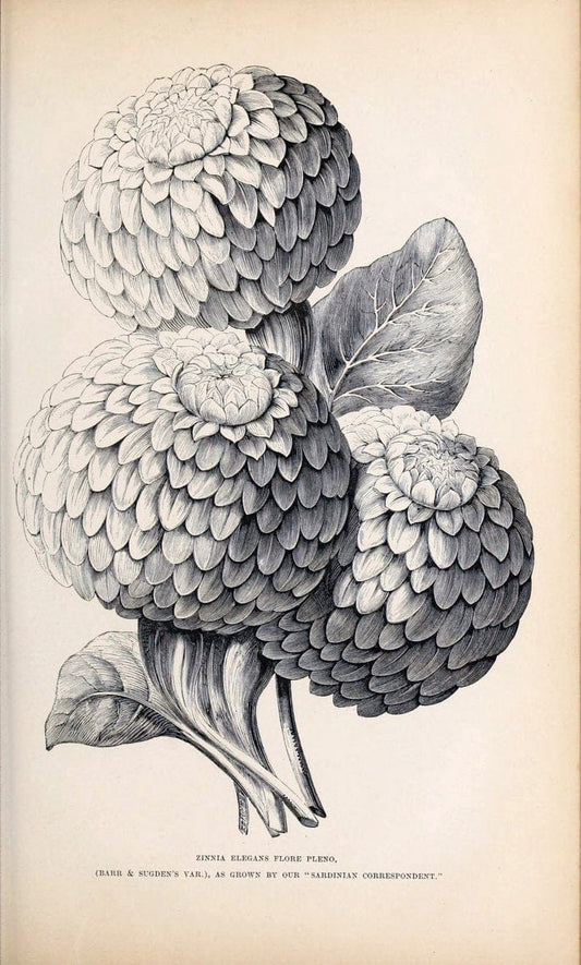 Barr & Sugden's spring seed catalogue and guide to the flower and kitchen garden | "Barr & Sugden"  "Nurseries (Horticulture)" "Nursery stock" "Seed industry and trade" | Vintage Reproduction 460115