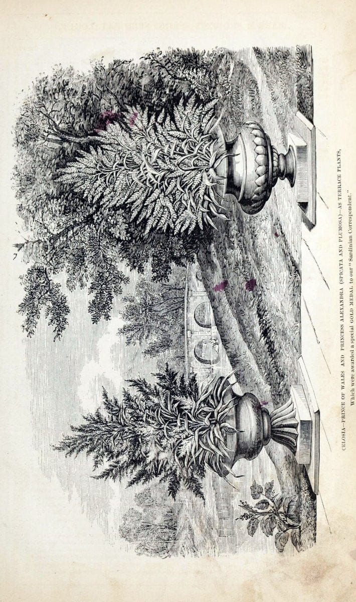 Barr & Sugden's spring seed catalogue and guide to the flower and kitchen garden | "Barr & Sugden"  "Nurseries (Horticulture)" "Nursery stock" "Seed industry and trade" | Vintage Reproduction 460122