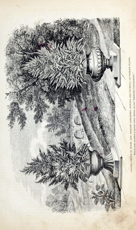 Barr & Sugden's spring seed catalogue and guide to the flower and kitchen garden | "Barr & Sugden"  "Nurseries (Horticulture)" "Nursery stock" "Seed industry and trade" | Vintage Reproduction 460122