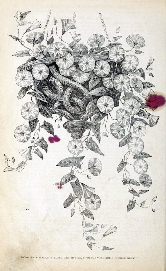 Barr & Sugden's spring seed catalogue and guide to the flower and kitchen garden | "Barr & Sugden"  "Nurseries (Horticulture)" "Nursery stock" "Seed industry and trade" | Vintage Reproduction 460123