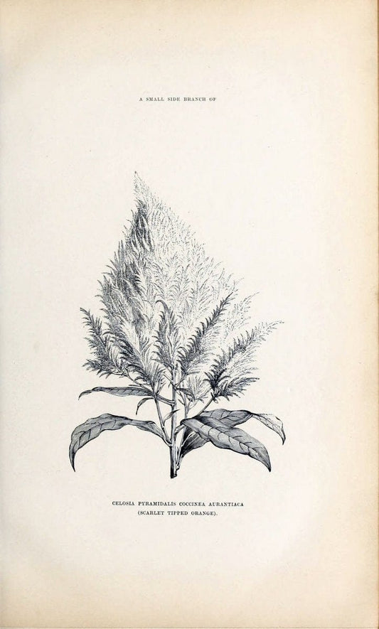 Barr & Sugden's spring seed catalogue and guide to the flower and kitchen garden | "Barr & Sugden"  "Nurseries (Horticulture)" "Nursery stock" "Seed industry and trade" | Vintage Reproduction 460124