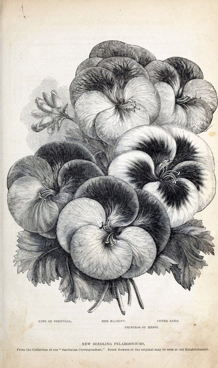 Dragable Image