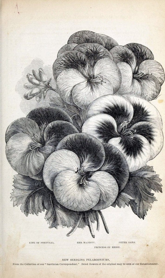 Barr & Sugden's spring seed catalogue and guide to the flower and kitchen garden | "Barr & Sugden"  "Nurseries (Horticulture)" "Nursery stock" "Seed industry and trade" | Vintage Reproduction 460126
