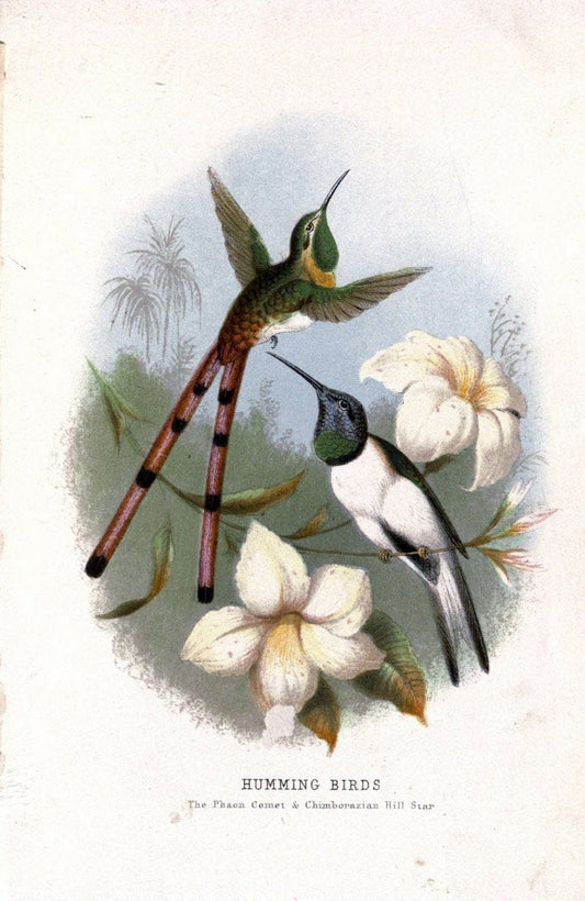 Beautiful birds in far-off lands;.London,Nelson,1872.. |  | Vintage Print Reproduction 460127