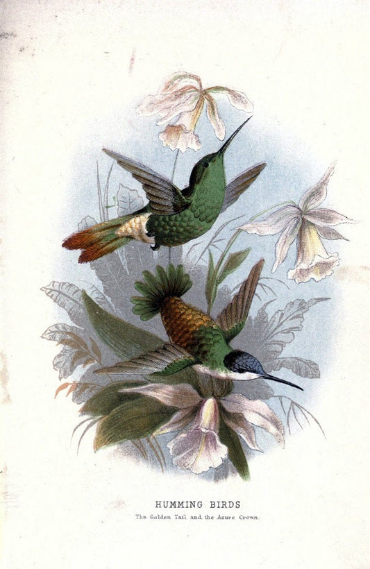 Beautiful birds in far-off lands;.London,Nelson,1872.. |  | Vintage Print Reproduction 460128