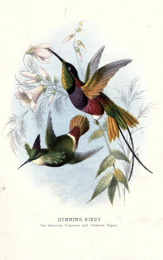 Beautiful birds in far-off lands;.London,Nelson,1872.. |  | Vintage Print Reproduction 460129