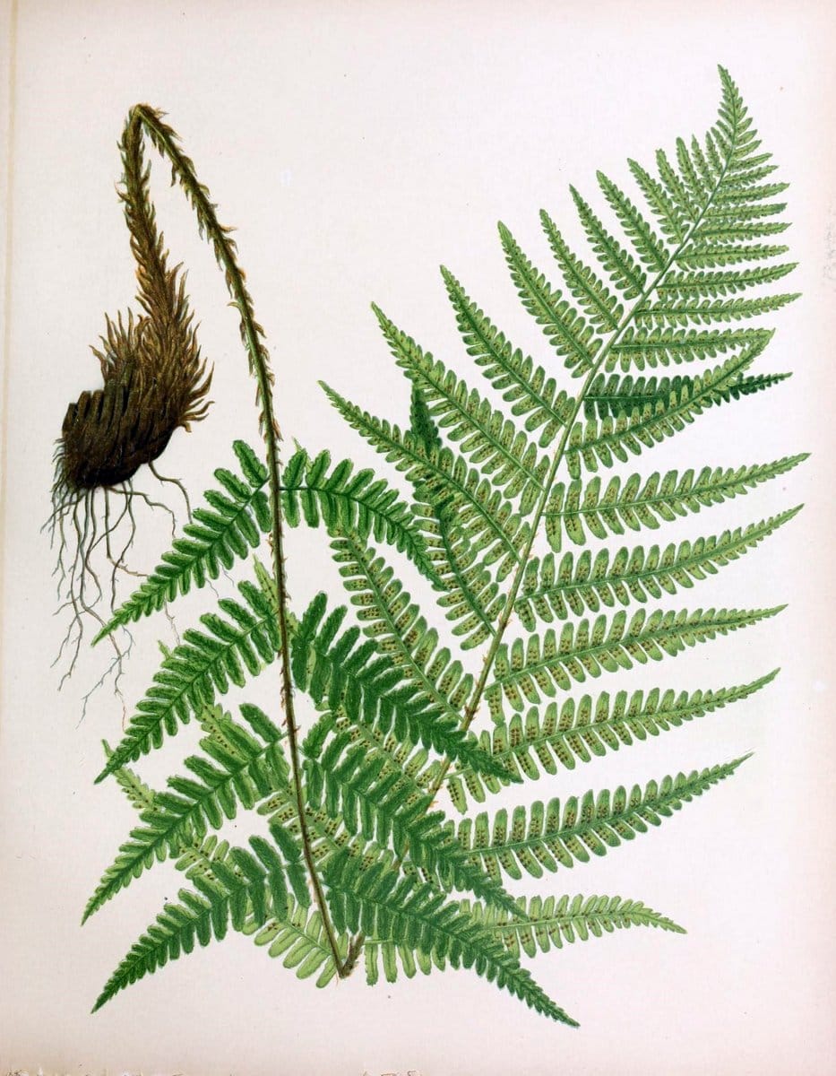 Beautiful ferns from original water-color drawings after nature /.Boston :D. Lothrop and Co.,1882, [c1881].  | Ferns "United States" | Vintage Print Reproduction 460130