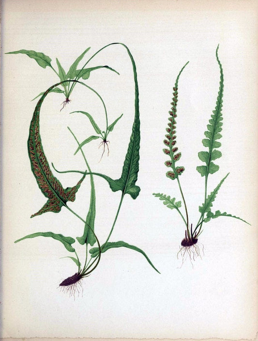 Beautiful ferns from original water-color drawings after nature /.Troy, N.Y. :Nims and Knight,1887 [Ã‚Â©1885]. | Ferns "United States"  | Vintage Print Reproduction 460131